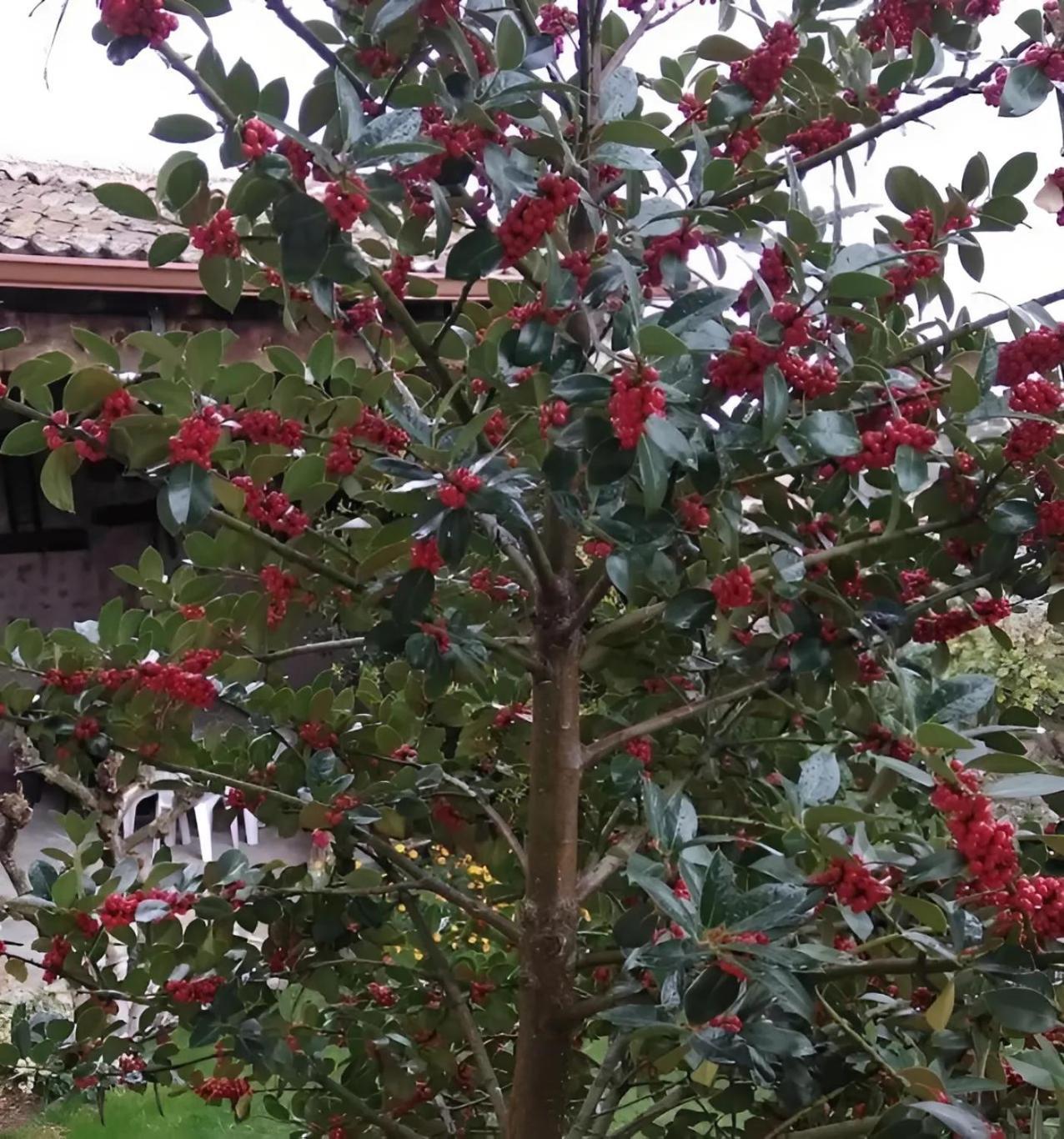 Casa Rural El Fresno Del Abuelo La Cuesta  Buitenkant foto